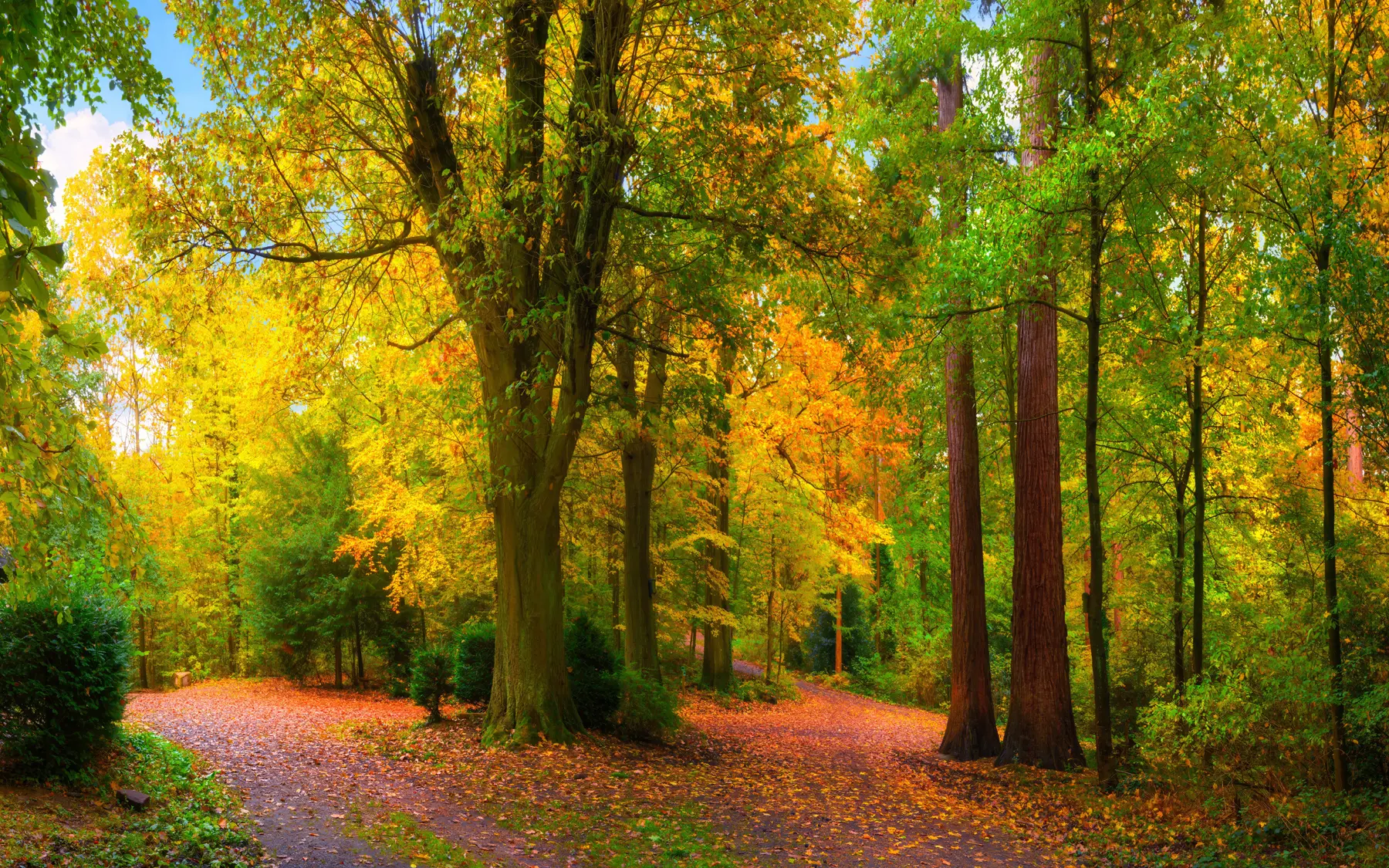 murales Comienzo del otoño u08547