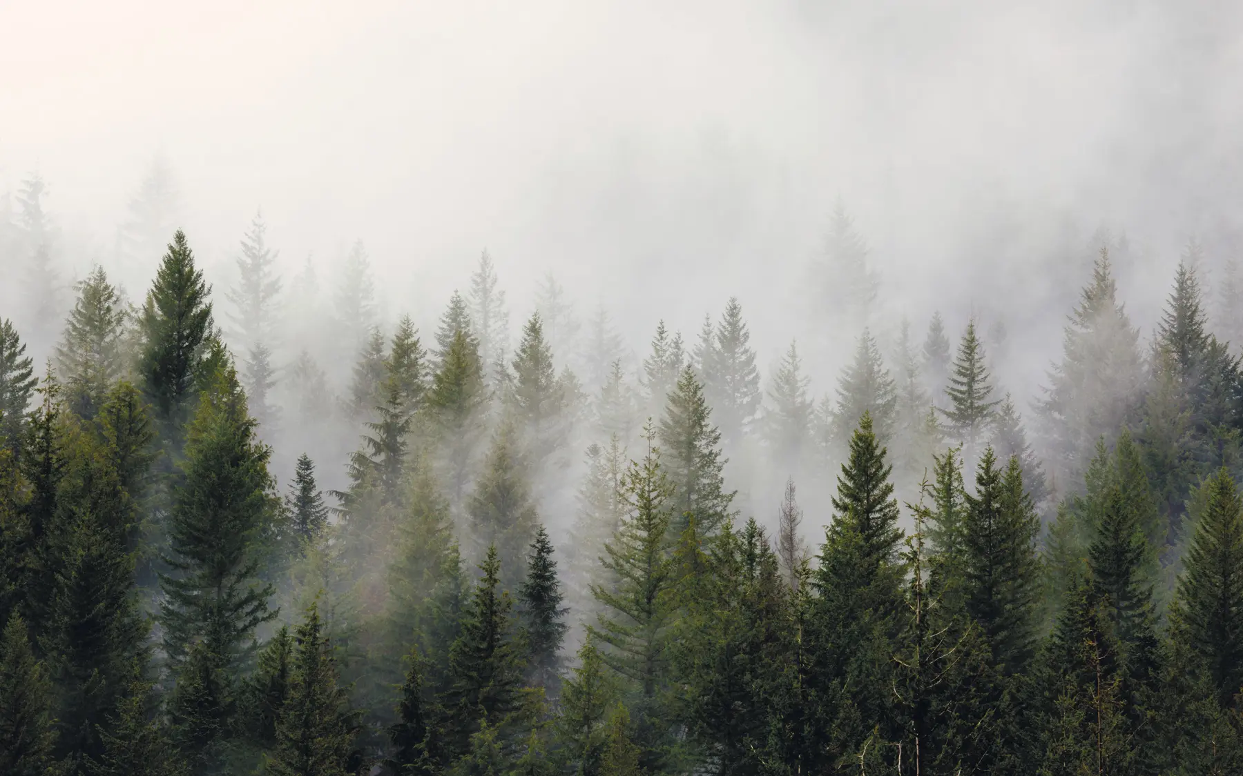 wall murals Forest in the fog u37073