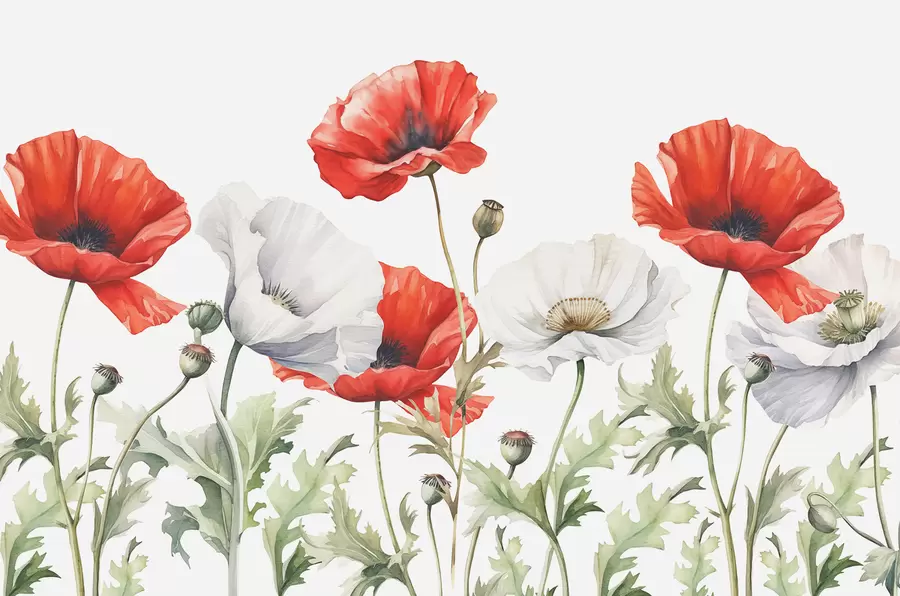 wall murals Red and white poppies watercolor w01203