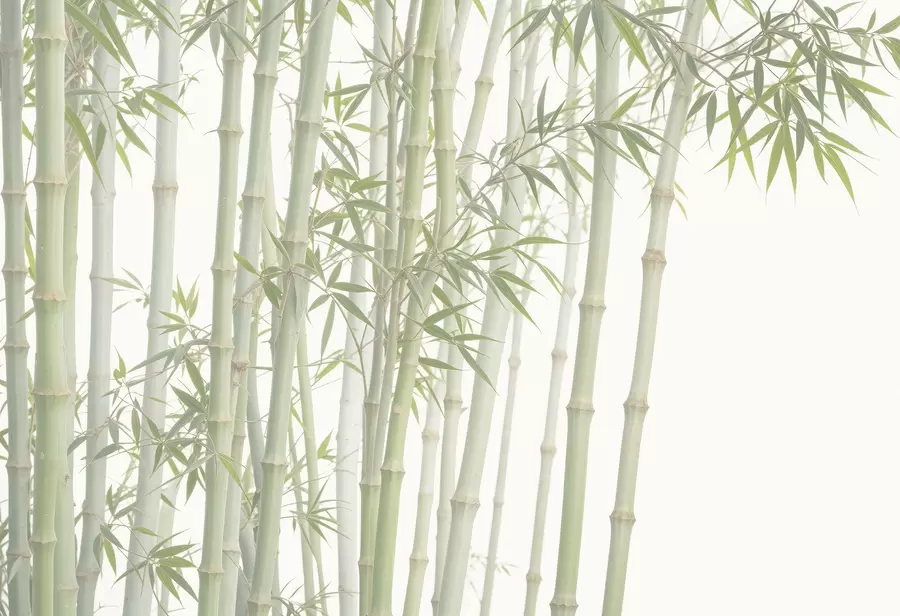 murales Un denso bosque de bambú con altos tallos de bambú y hojas verdes sobre un fondo suave y brumoso w08237