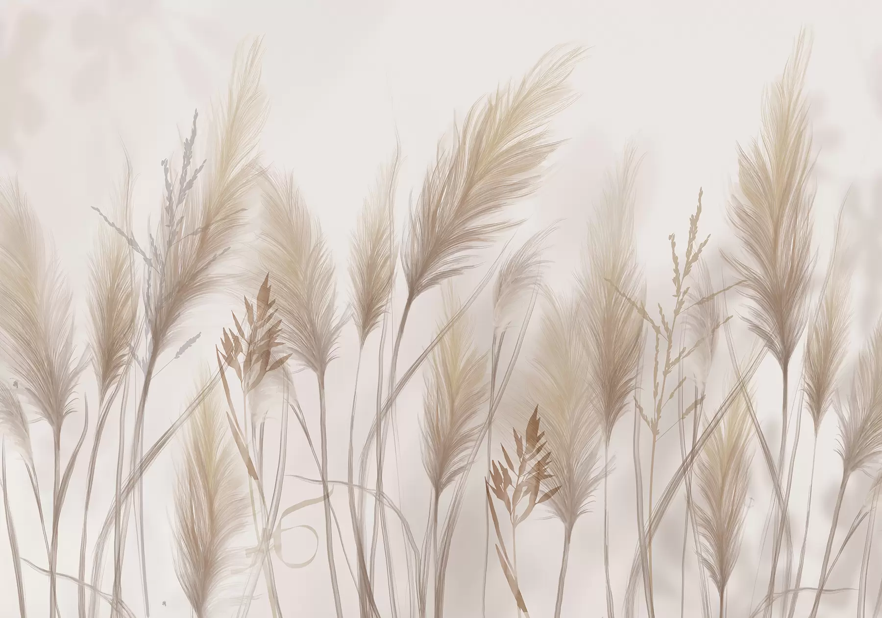 wall murals Tall beige grass blades spikelets swaying in the wind against a soft, light background w08268