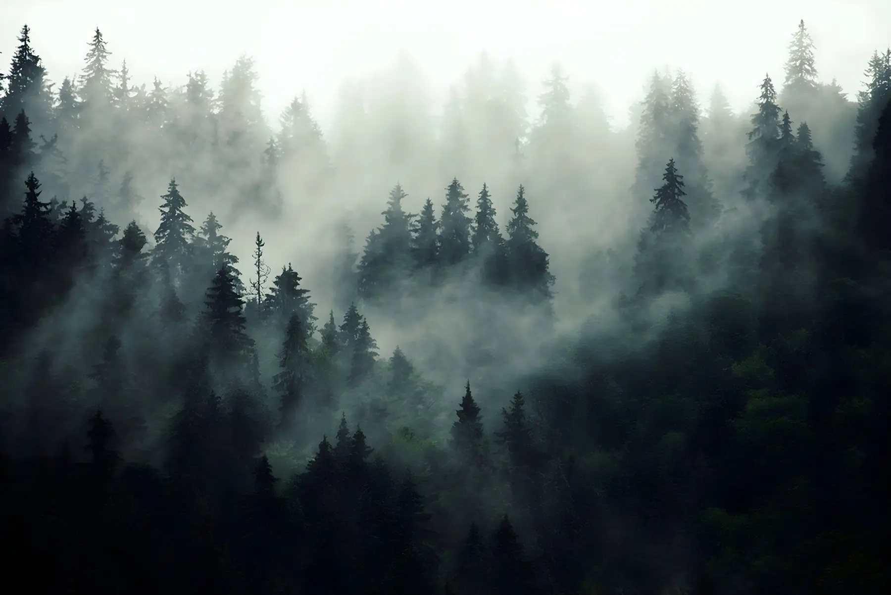 peintures murales Matin brumeux, forêt u36439