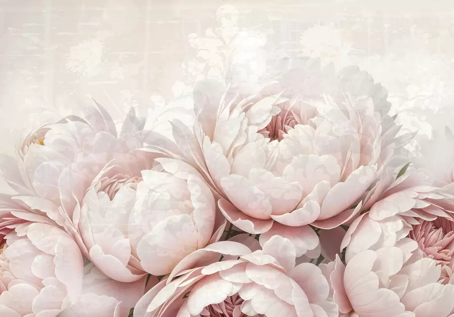 peintures murales Pivoines roses douces aux pétales délicats sur un fond vintage légèrement texturé w08312