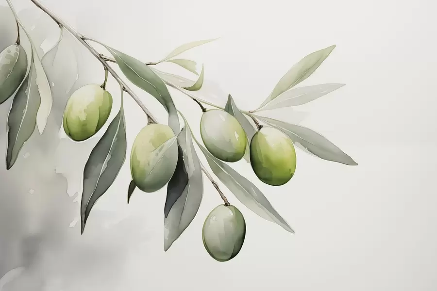 peintures murales Branche avec olives vertes aquarelle humide w02042
