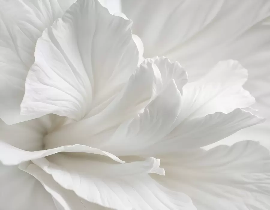 murales Estampado minimalista abstracto de una delicada flor blanca con pétalos suaves y aterciopelados w08424