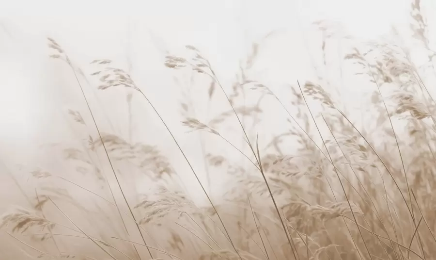 peintures murales Herbes des champs à l'aube brumeuse w02250