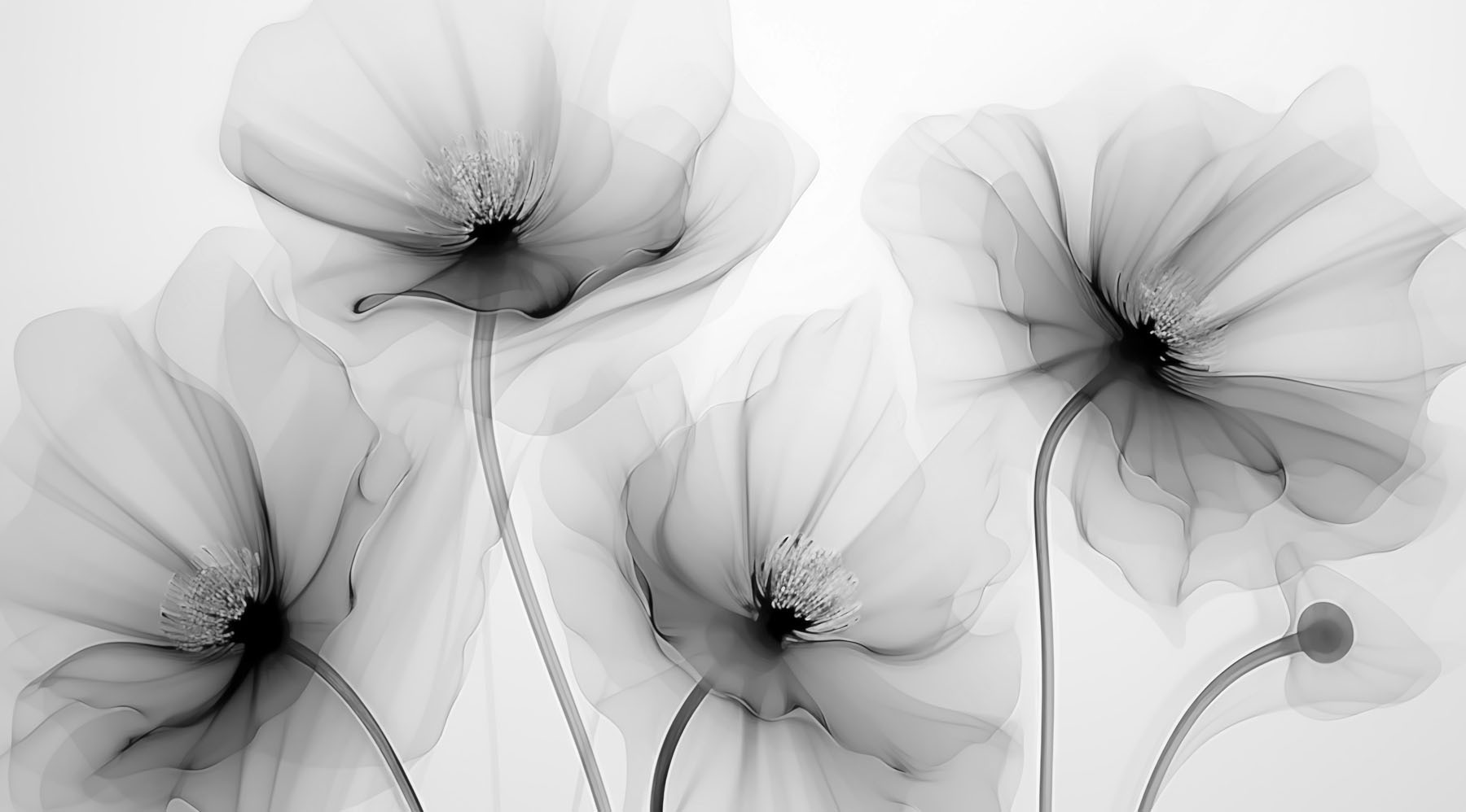 Wall Murals Flowers Transparent flowers Nr. w02696v2 | Uwalls