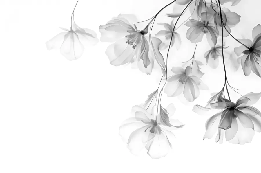 peintures murales Fleurs noires aux pétales translucides suspendues à une branche, noir et blanc, composition d'art moderne minimaliste w08911