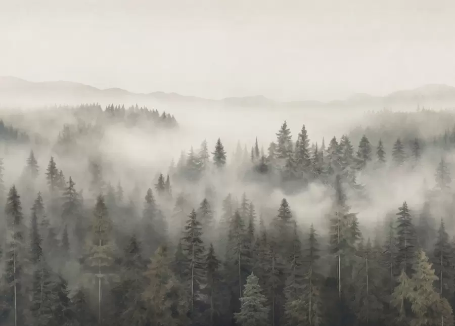 wall murals Foggy coniferous forest w03524