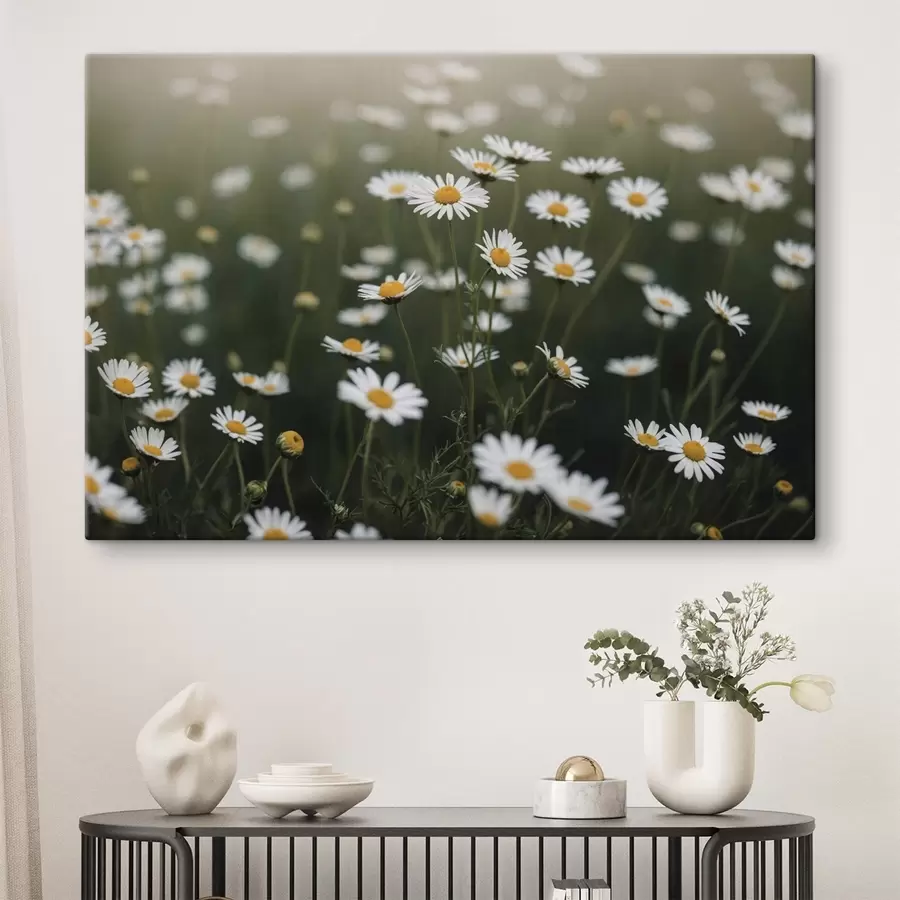 wall murals Daisy field with out-of-focus green background s44898