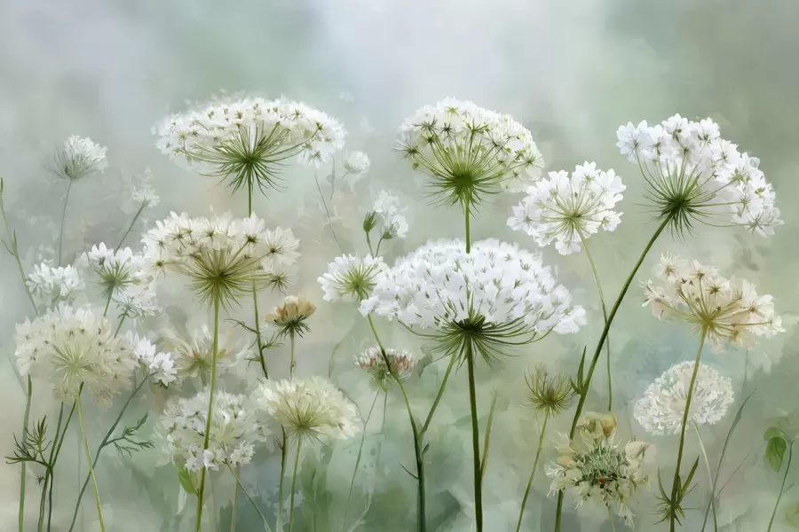 murales delicadas flores silvestres blancas Reina Ana, de estilo pintoresco, tonos verdes w04313