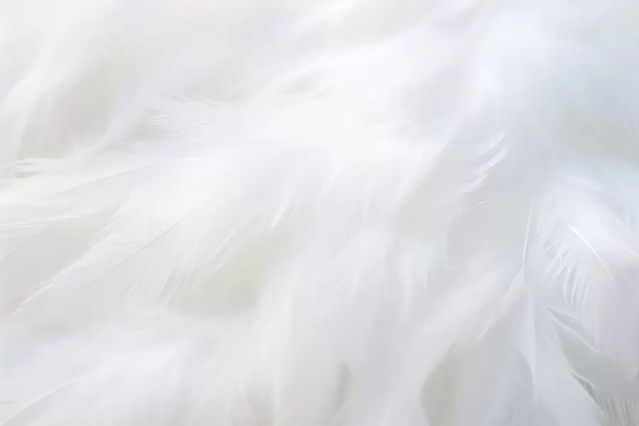 murales Plumas blancas y suaves, textura ligera w04442