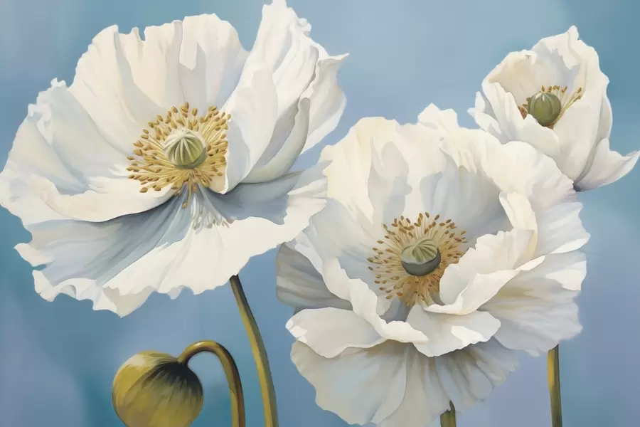 wall murals White poppies with large petals on a sky-blue background w04786