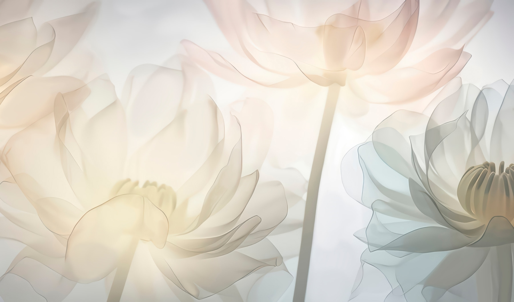 flower wall クリアポスター flower wall クリアポスター Z66875_600x600.jpg?v=1670202586