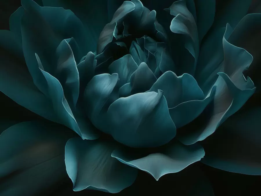 peintures murales Chuchotement de pétales w05040