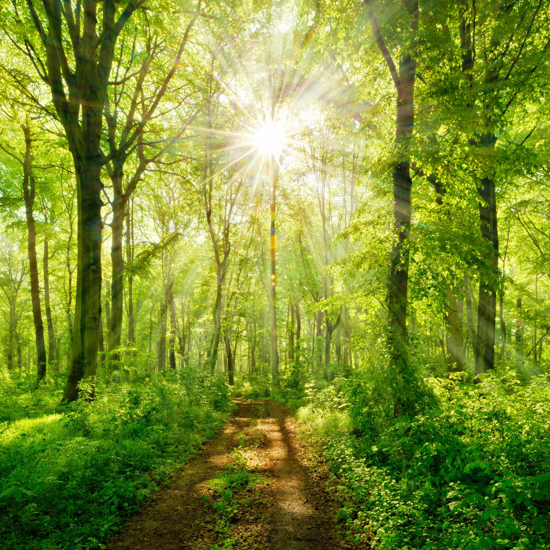 wall murals Path in the sunny forest u22252