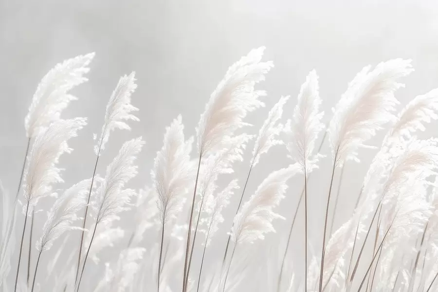 Wall Mural Photo Wallpaper Soft white pampas grass in gentle morning light w09717