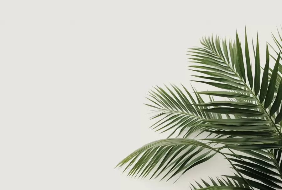 wall murals Green palm leaves on a light background w05391