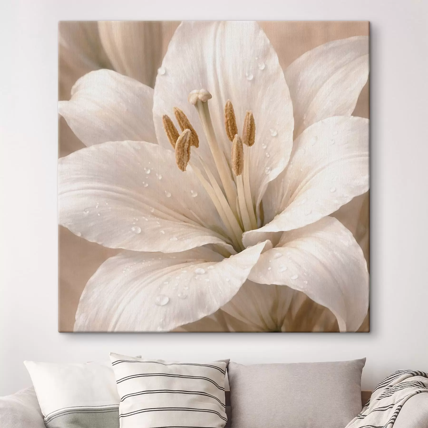 wall murals Close-up of white flower with water droplets s48028