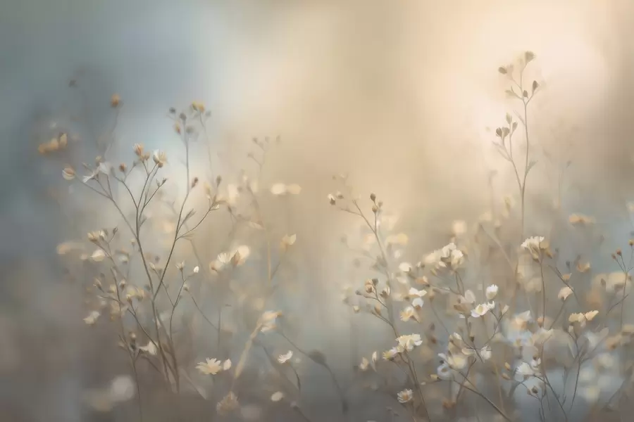 murales hierbas de campo con flores pequeñas, con una profundidad de campo reducida w05386