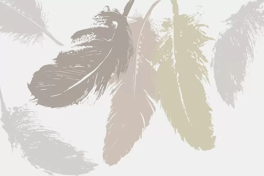 Wall Mural Photo Wallpaper Feathers w05549