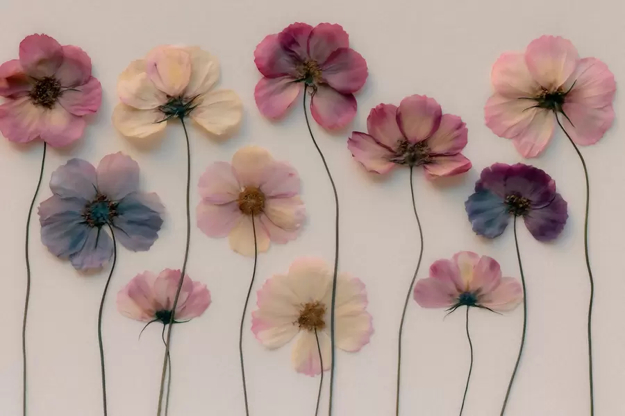 wall murals Herbarium composition with pressed flower effect and 3D texture w09911