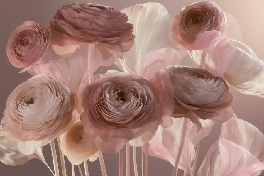 murales Grandes flores de ranúnculo de estilo artístico en suaves tonos rosa y crema w09921