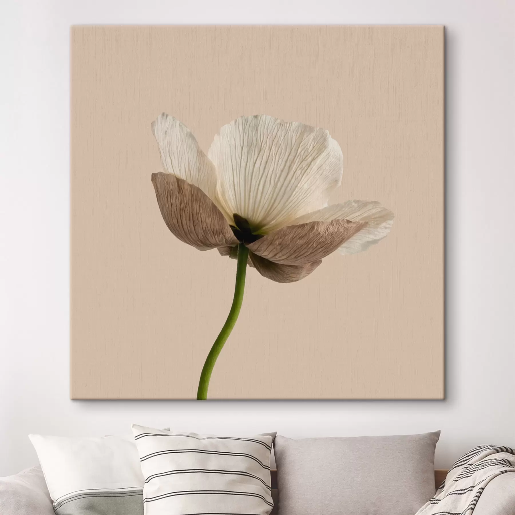 wall murals Delicate flower with translucent petals on a beige background in minimalist style s49718