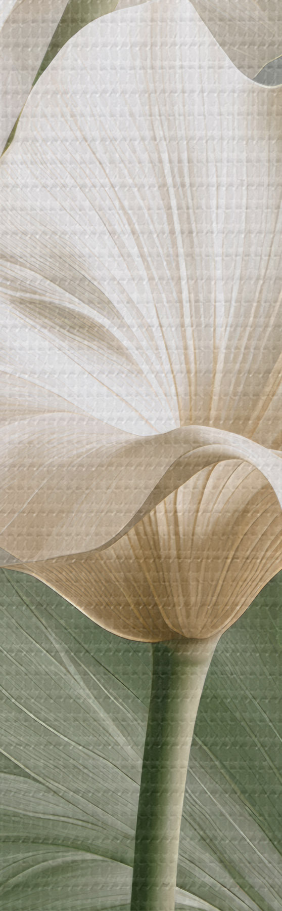 wall murals Delicate leaves s50868