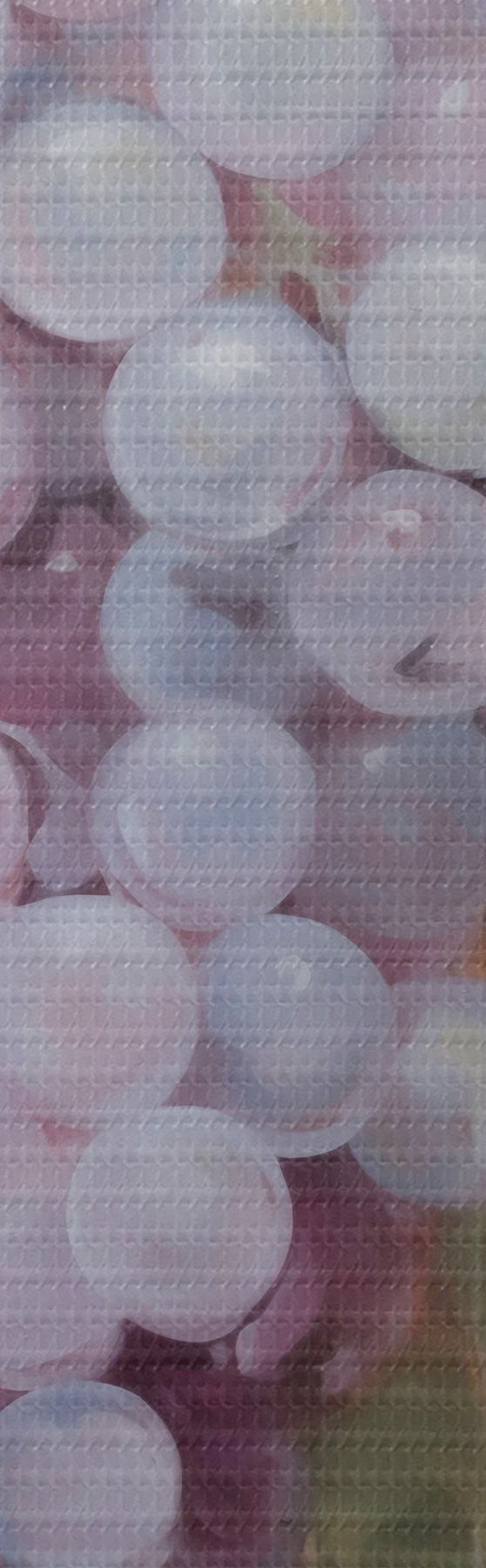 wall murals Grapes, imitation of a painting s51124