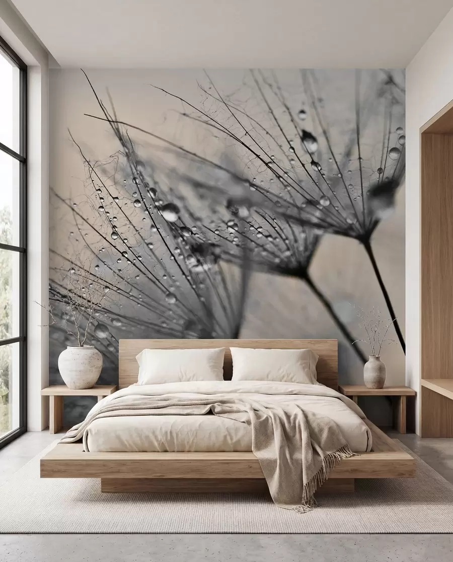 Wall Mural Photo Wallpaper Dandelions with gray water drops u57557v2