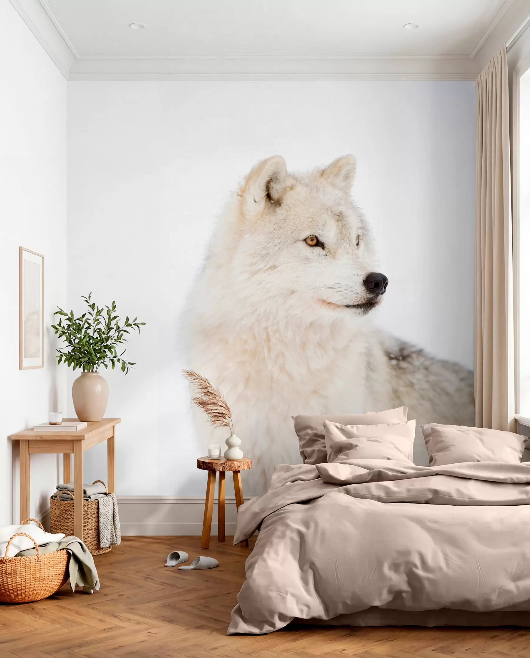 wall murals Arctic wolf on white background u98189