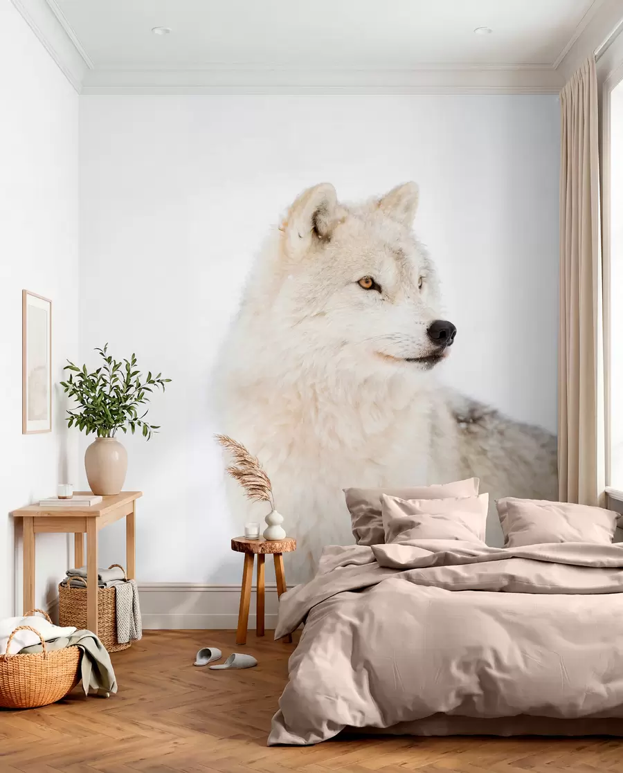 Wall Mural Photo Wallpaper Arctic wolf on white background u98189
