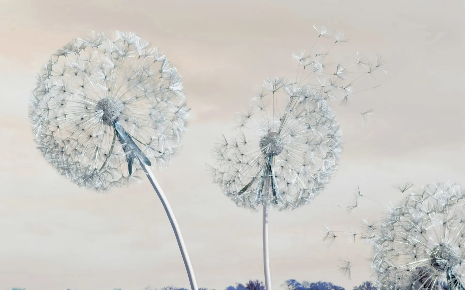 wall murals Large dandelions u44628v1