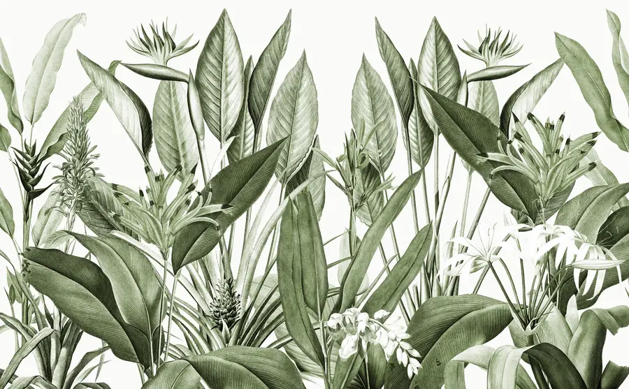 wall murals Tropical plants jungle green color u96833v2